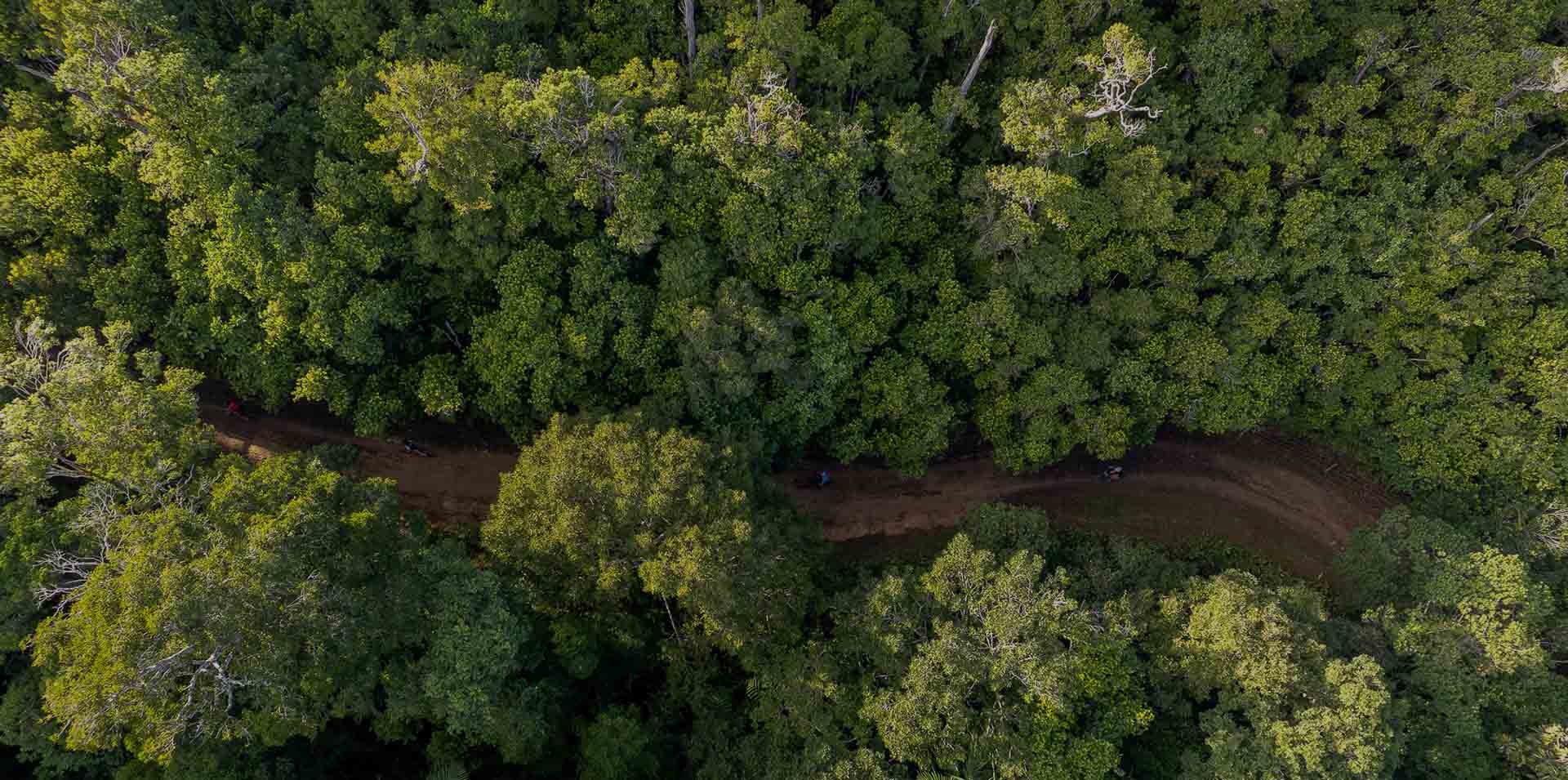 forêt